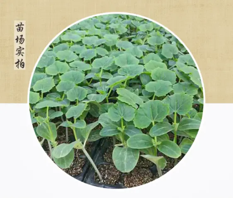 嫁接强雌黄瓜苗，高产抗病种苗基地直发