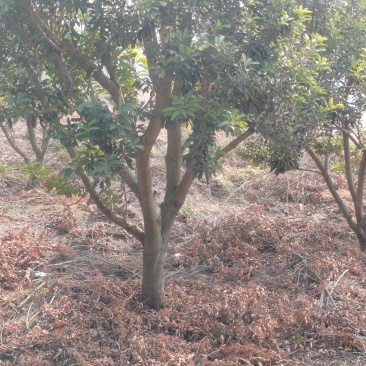 江西杨梅树基地直供规格品种多样量大从优电联采购