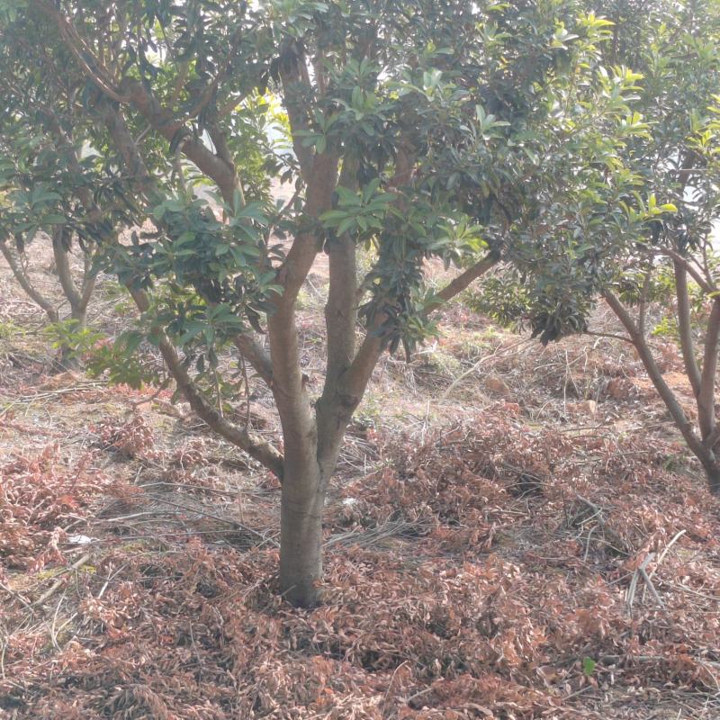 江西杨梅树基地直供规格品种多样量大从优电联采购