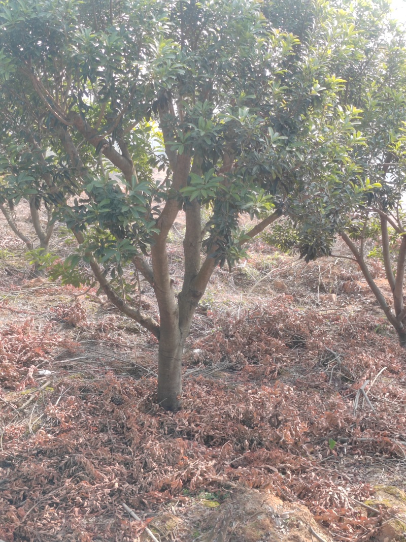 江西杨梅树基地直供规格品种多样量大从优电联采购