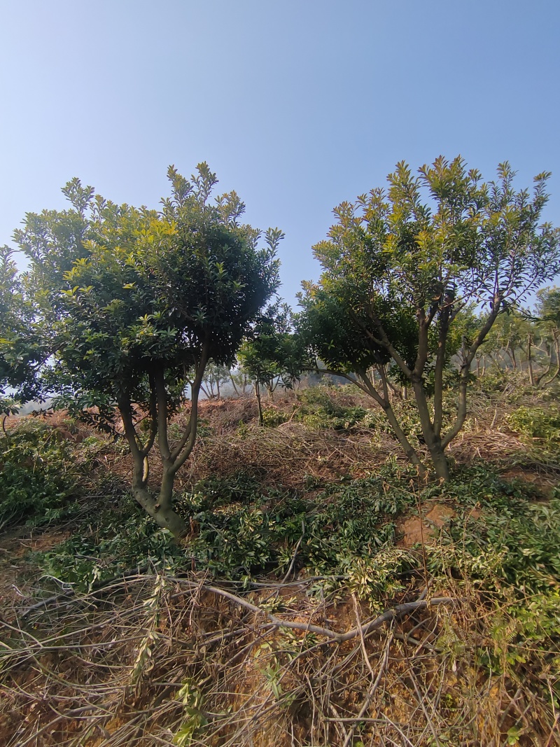 江西杨梅树基地直供规格品种多样量大从优电联采购