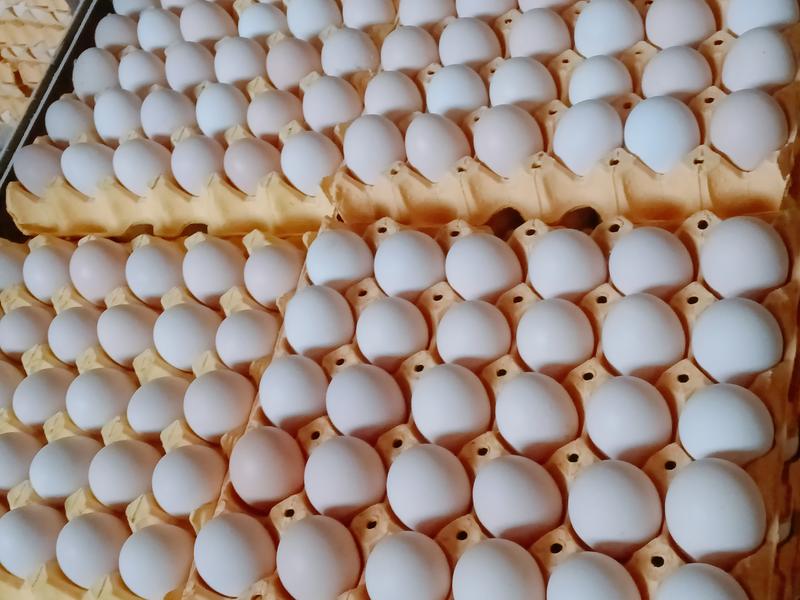 大量批发粉壳鸡蛋