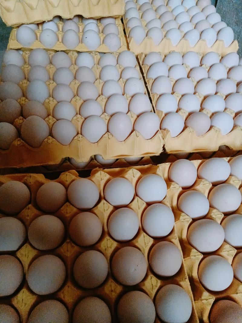 大量批发粉壳鸡蛋