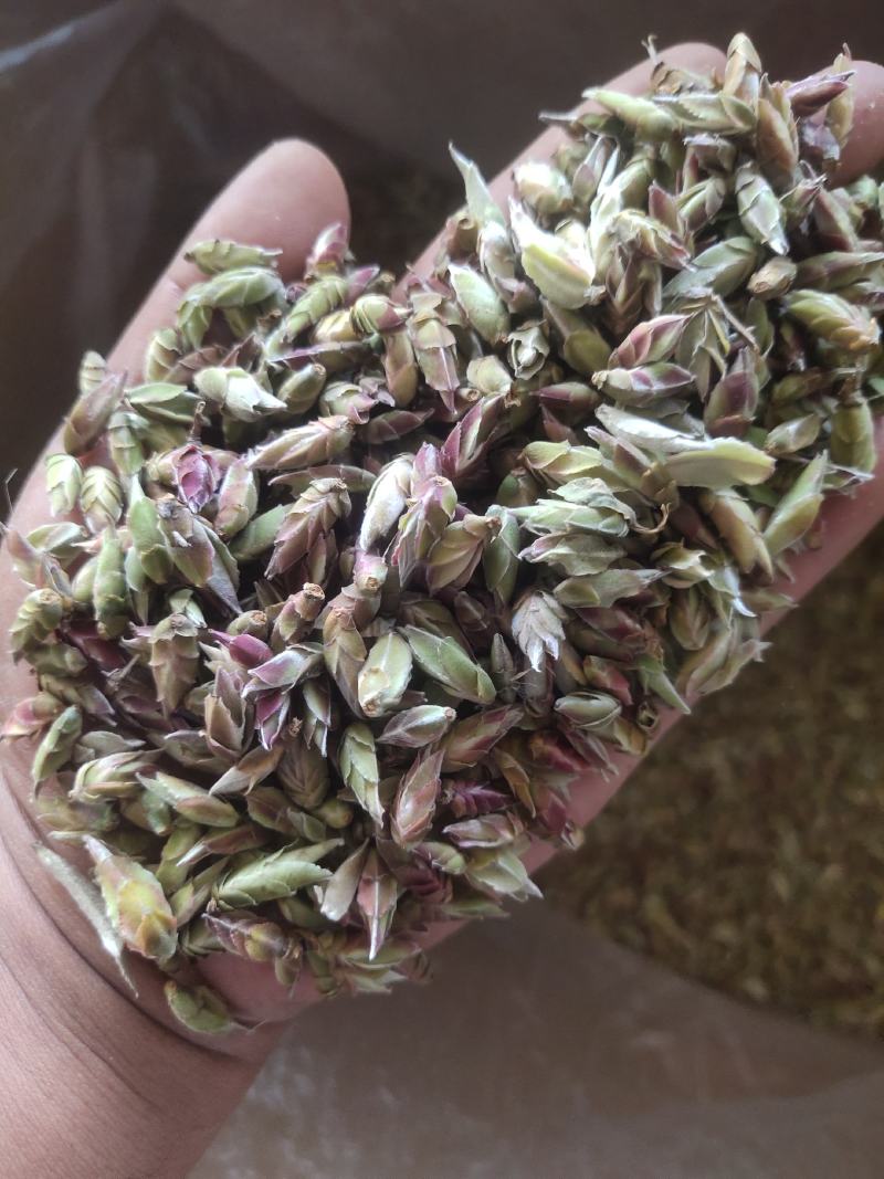 野生茶