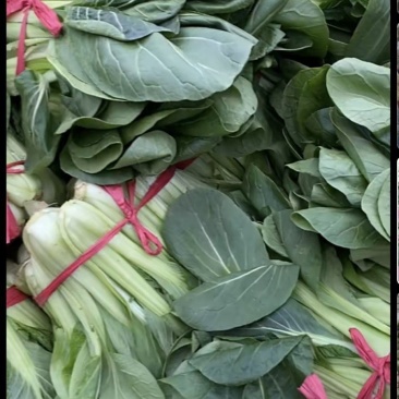 精品控绑油菜精品控绑油菜精品大棚油菜精品大棚油菜