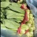 精品控绑油菜精品控绑油菜精品大棚油菜精品大棚油菜