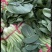 精品控绑油菜精品控绑油菜精品大棚油菜精品大棚油菜