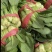 精品控绑油菜精品控绑油菜精品大棚油菜精品大棚油菜