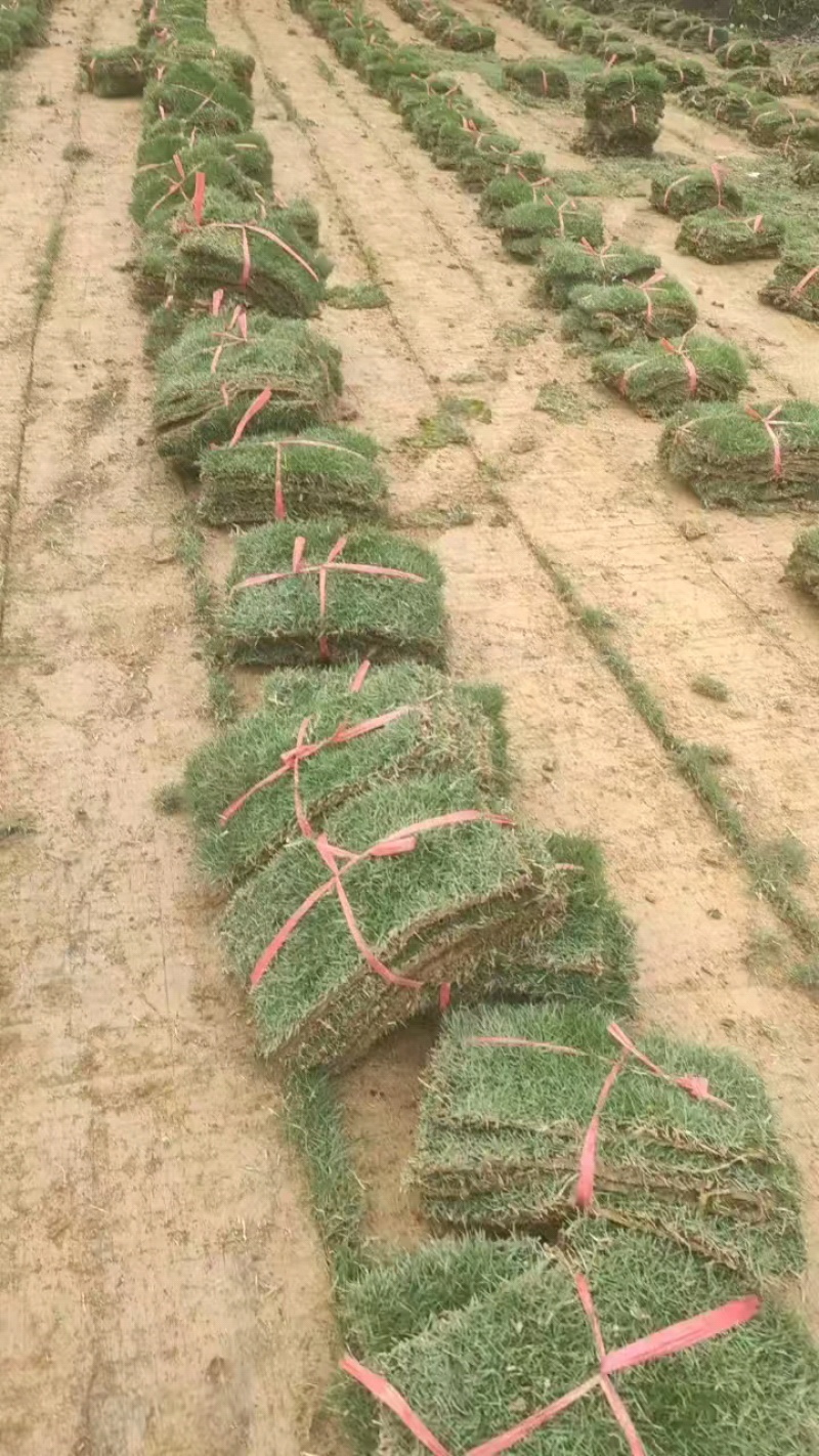 马尼拉草卷基地直供规格品种多样量大从优电联采购