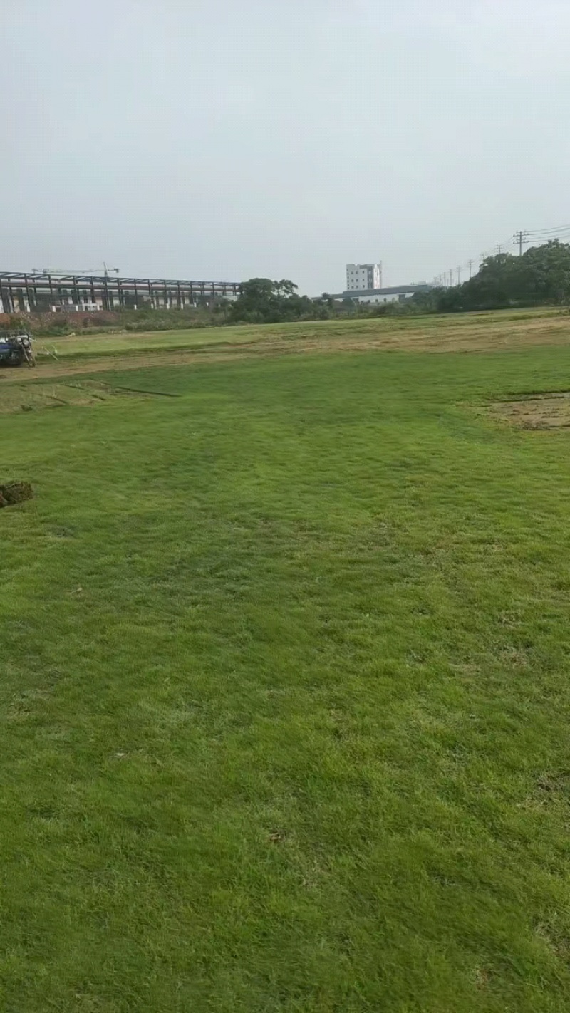 马尼拉草卷基地直供规格品种多样量大从优电联采购
