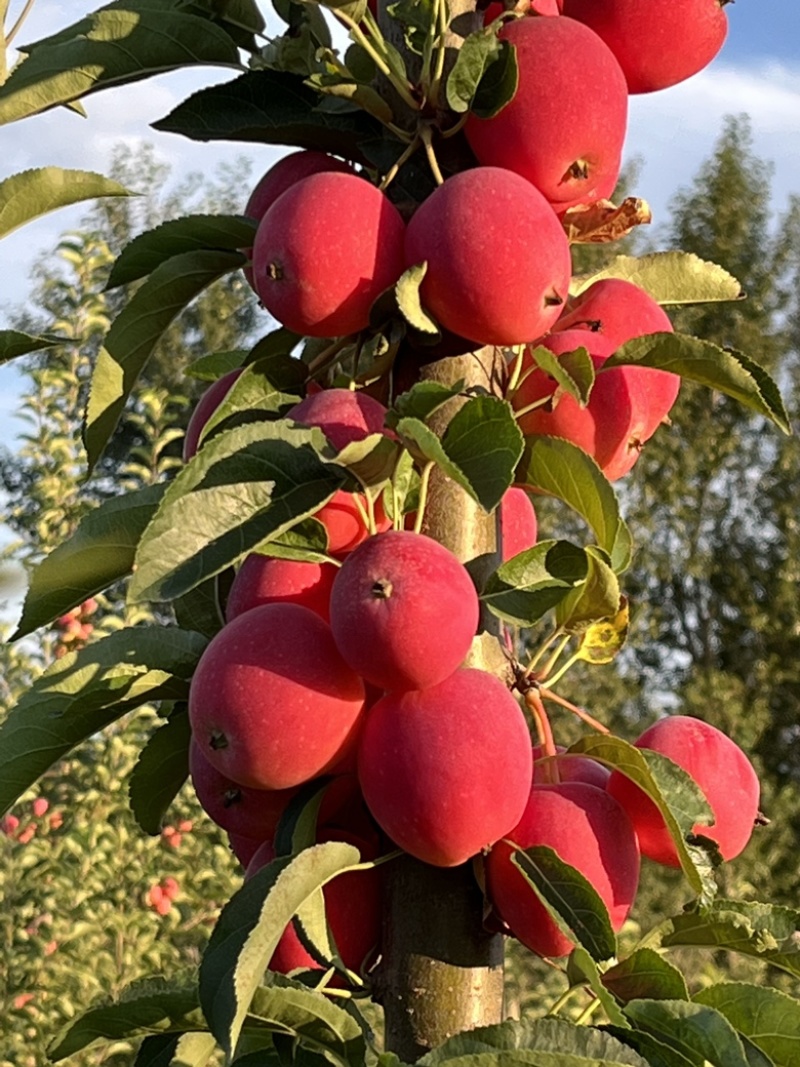 绿色有机鸡心果