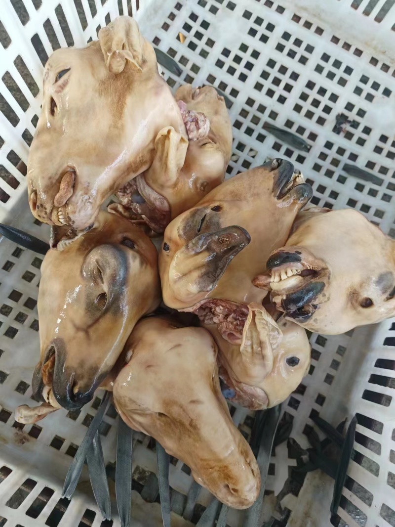 带皮羊头羊副产品，山东菏泽，大量供应，优质产品，欢迎进店