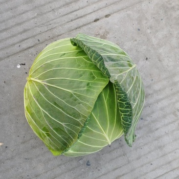 精品包心菜多途大量上市需要的老板需要联系