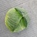 精品包心菜多途大量上市需要的老板需要联系