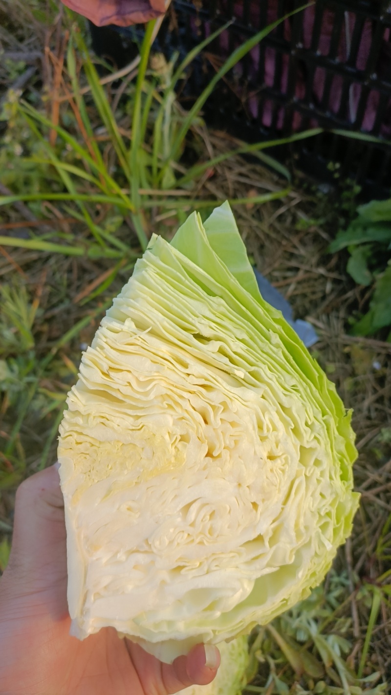 精品包心菜多途大量上市需要的老板需要联系