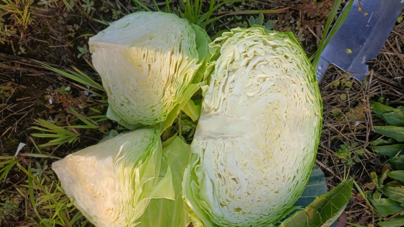 精品包心菜多途大量上市需要的老板需要联系
