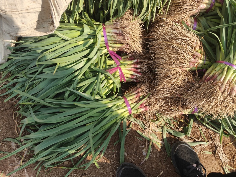 精品大棚蒜苗万亩蒜苗基地大量有货欢迎前来考察采购