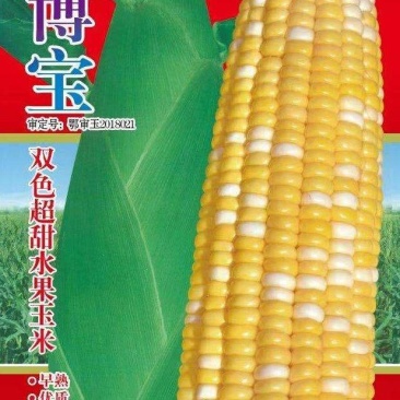 甜玉米种子博宝双色花甜玉米大穗早熟优质适应地域广