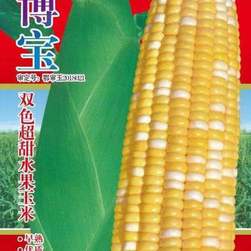 甜玉米种子博宝双色花甜玉米大穗早熟优质适应地域广