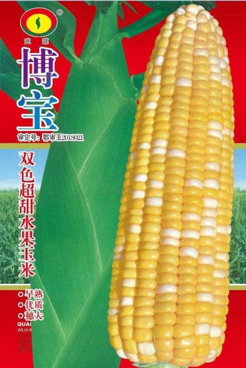 甜玉米种子博宝双色花甜玉米大穗早熟优质适应地域广