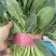 大叶波菜，圆叶波菜