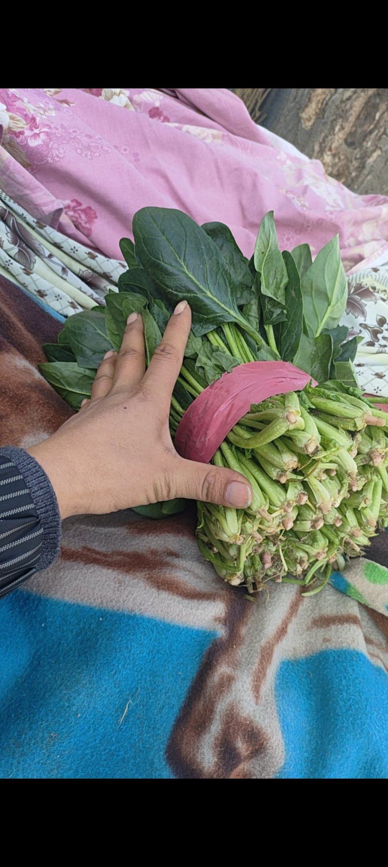 大叶波菜，圆叶波菜