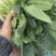 大叶波菜，圆叶波菜