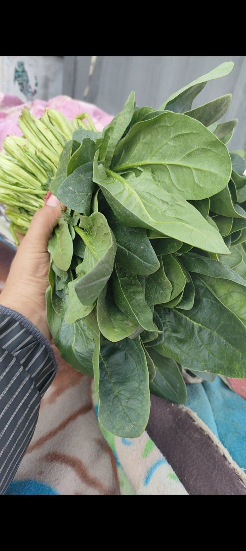 大叶波菜，圆叶波菜