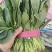 大叶波菜，圆叶波菜