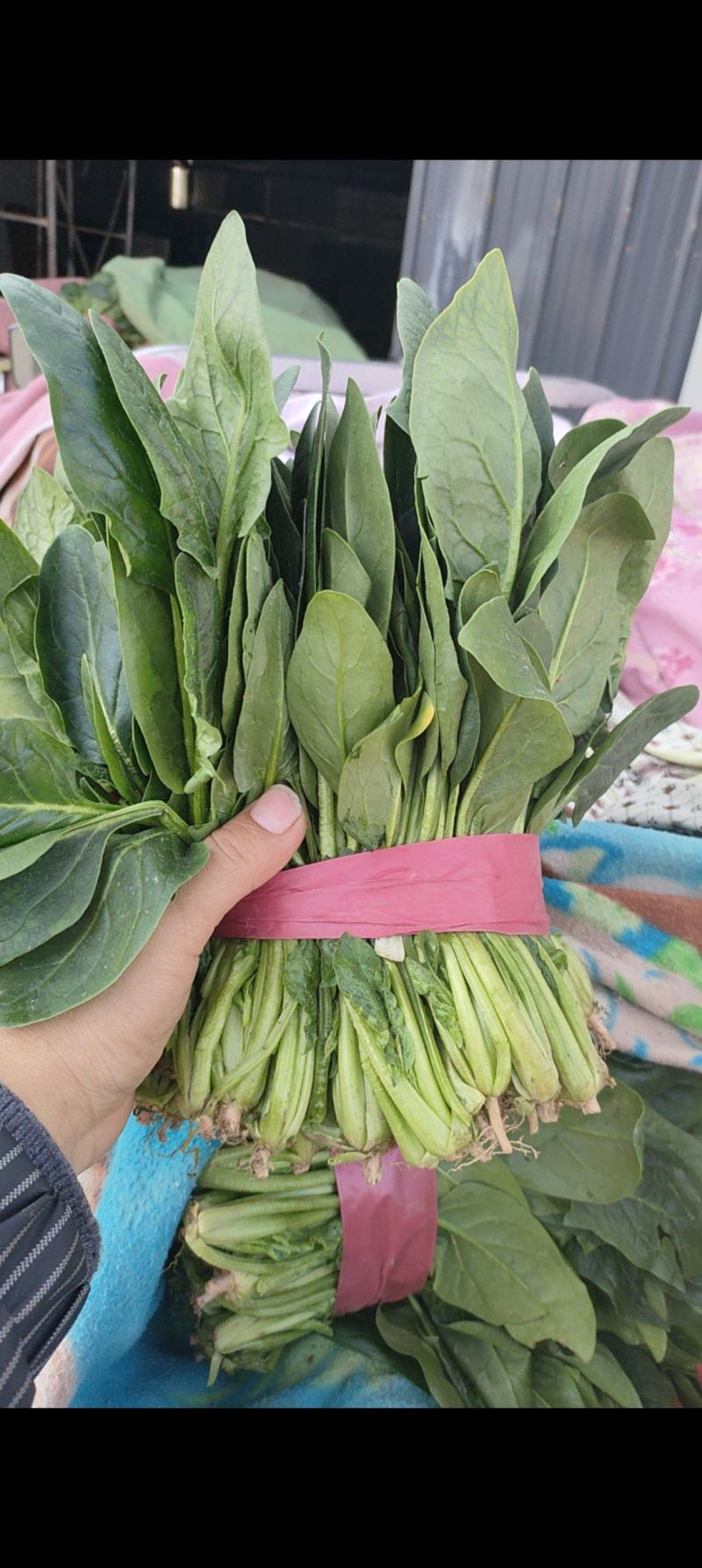 大叶波菜，圆叶波菜