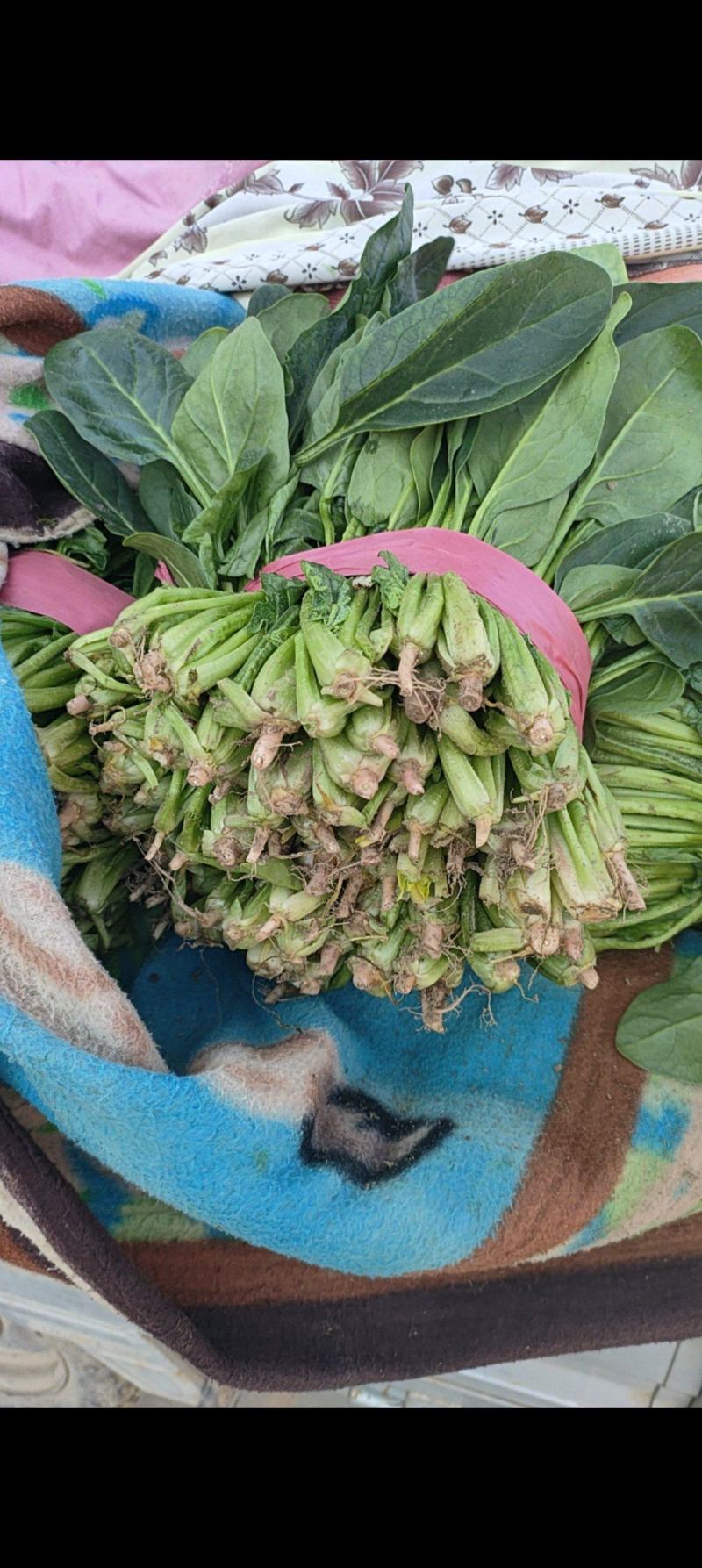 大叶波菜，圆叶波菜
