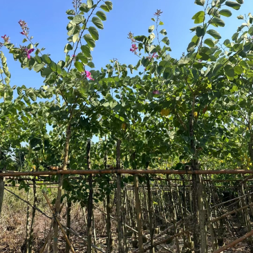红花紫荆