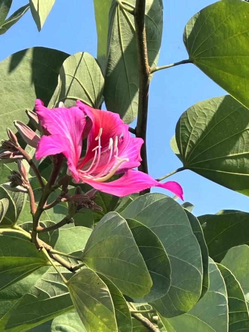 红花紫荆