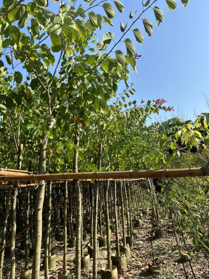 红花紫荆