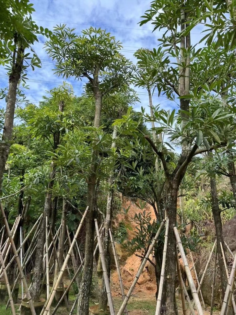 盆架子