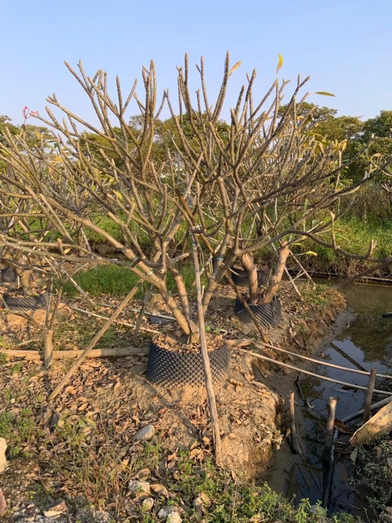 鸡蛋花