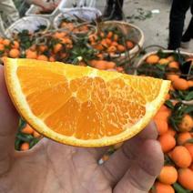 重庆奉节脐橙，自己的果园现采现摘