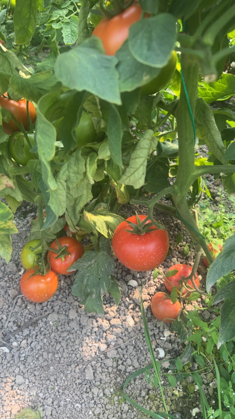 石头番茄🍅