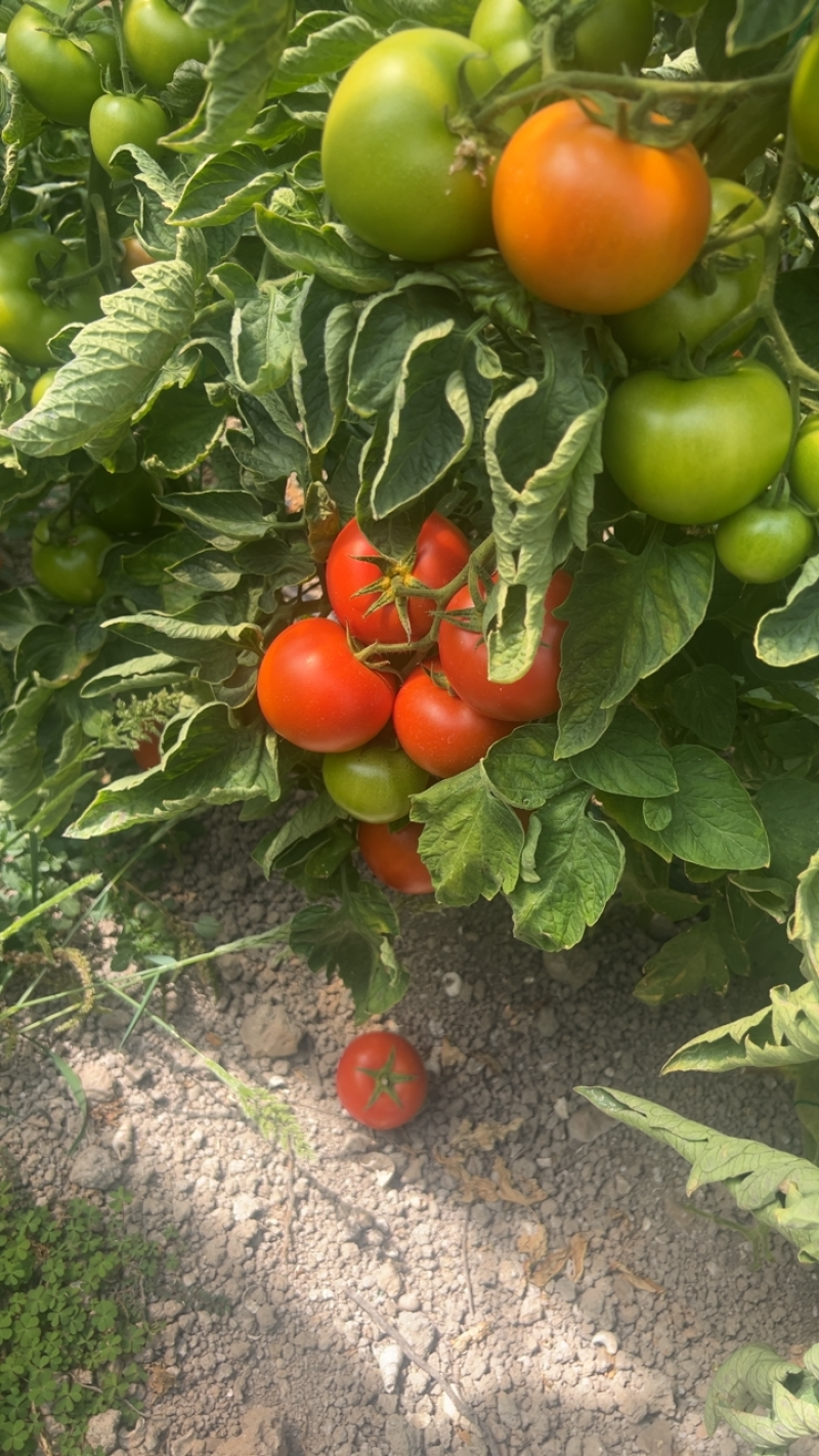 石头番茄🍅