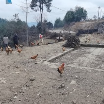 正宗农村粮食散养跑山鸡