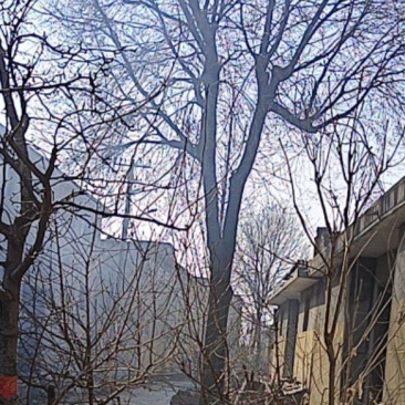 大榆树