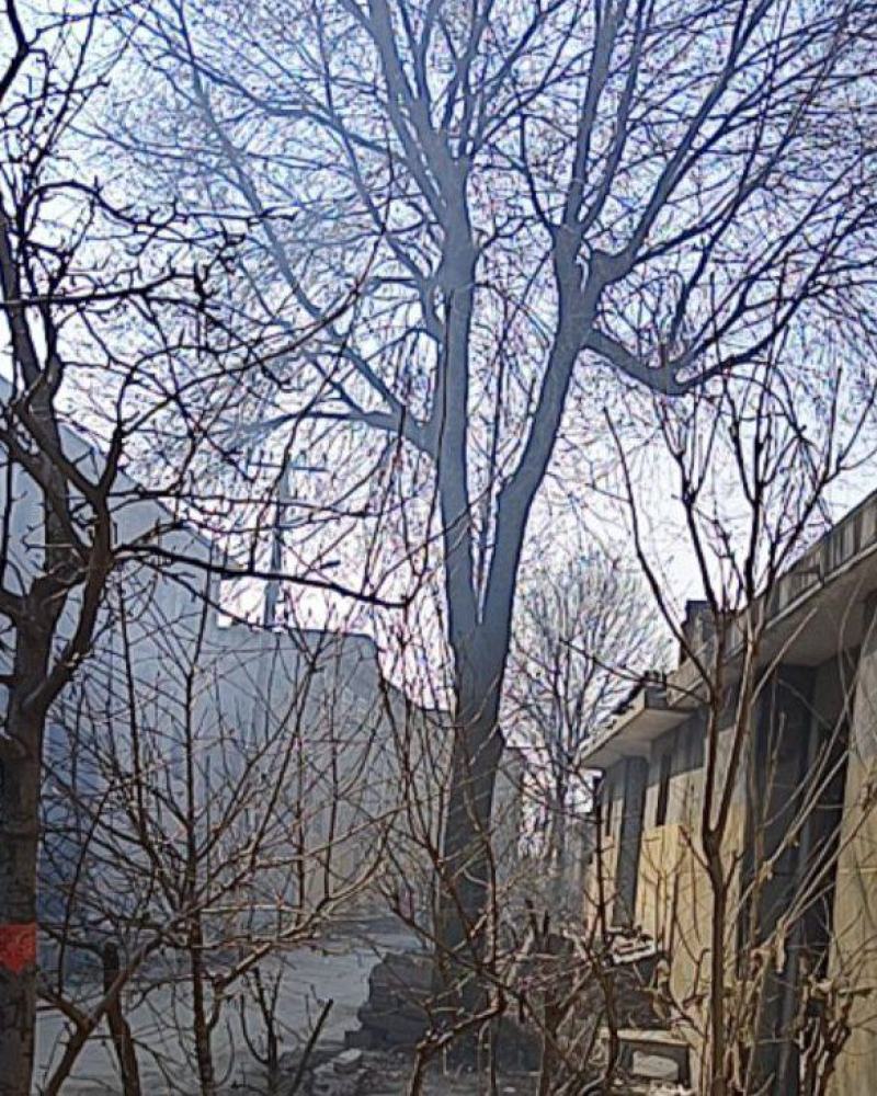 大榆树