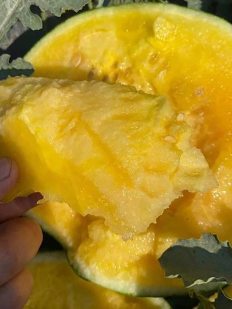 （江苏特小凤）精品特小凤产地直发一手货源诚信经营