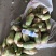 新绿源种植农民专业合作社种植的青萝卜、黄夢卜、红心萝卜