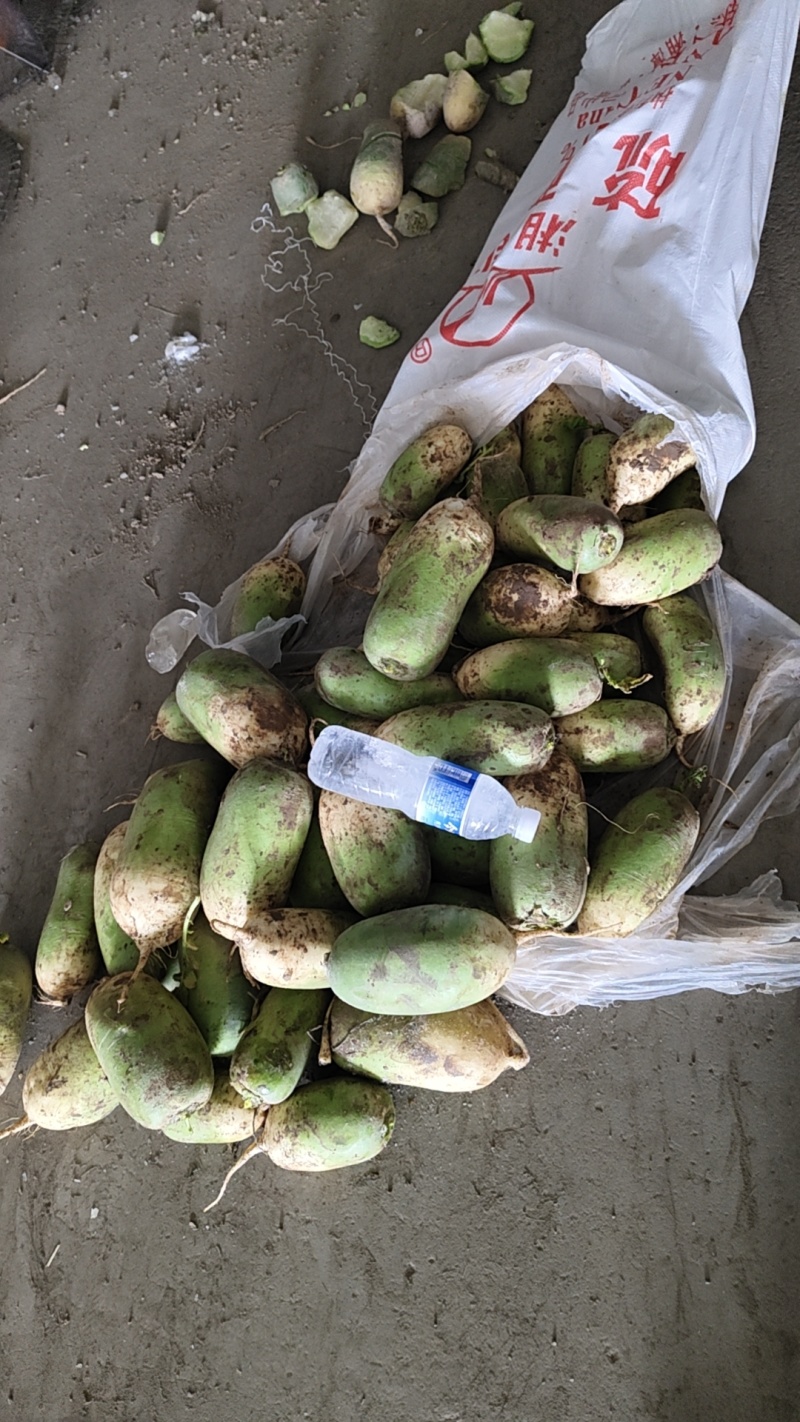 新绿源种植农民专业合作社种植的青萝卜、黄夢卜、红心萝卜