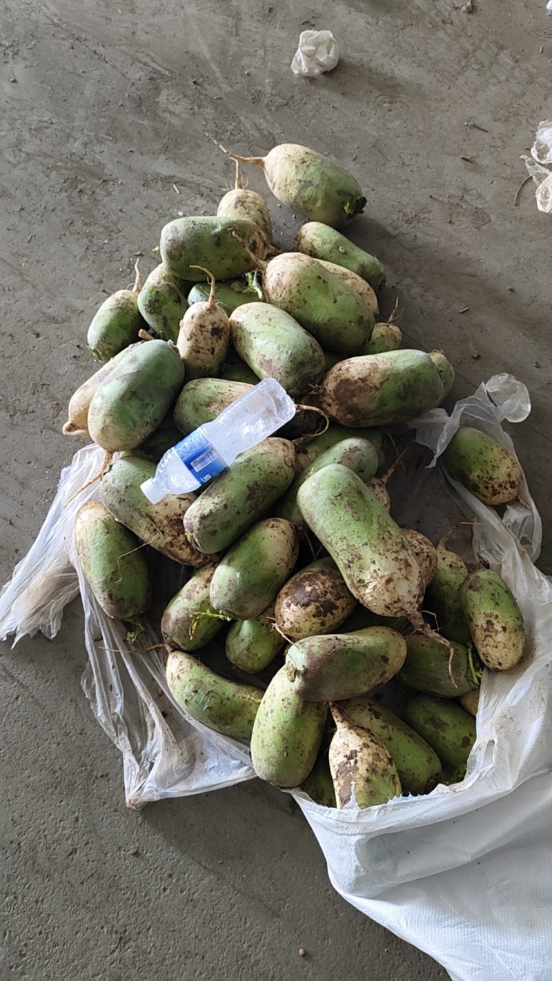 新绿源种植农民专业合作社种植的青萝卜、黄夢卜、红心萝卜