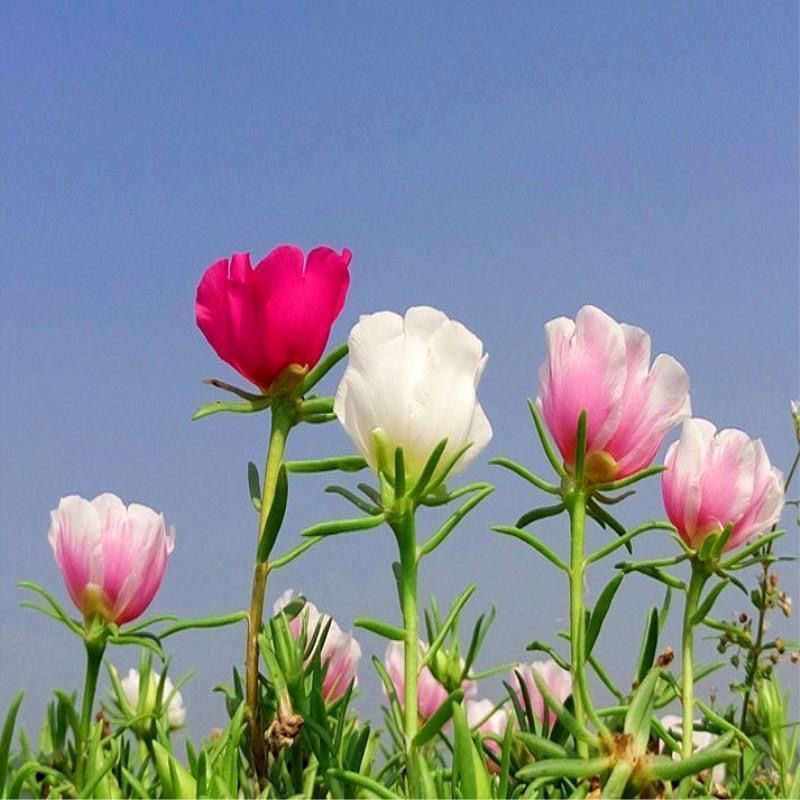 重瓣太阳花种子，四季播种松叶牡丹易活开花不断室内阳台盆栽
