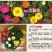 重瓣太阳花种子，四季播种松叶牡丹易活开花不断室内阳台盆栽