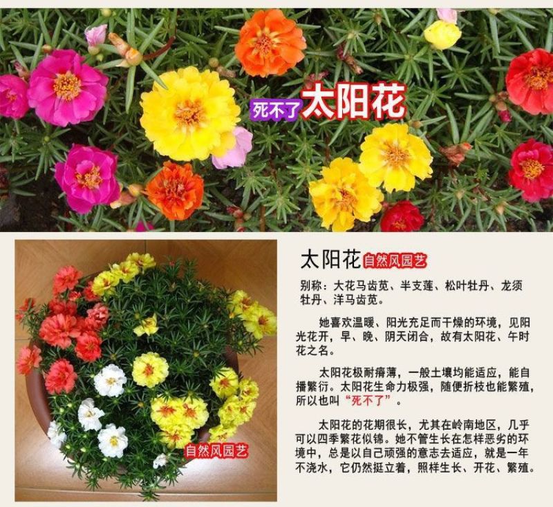 重瓣太阳花种子，四季播种松叶牡丹易活开花不断室内阳台盆栽