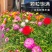 重瓣太阳花种子，四季播种松叶牡丹易活开花不断室内阳台盆栽